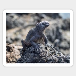 Galapagos Marine Iguana Sticker